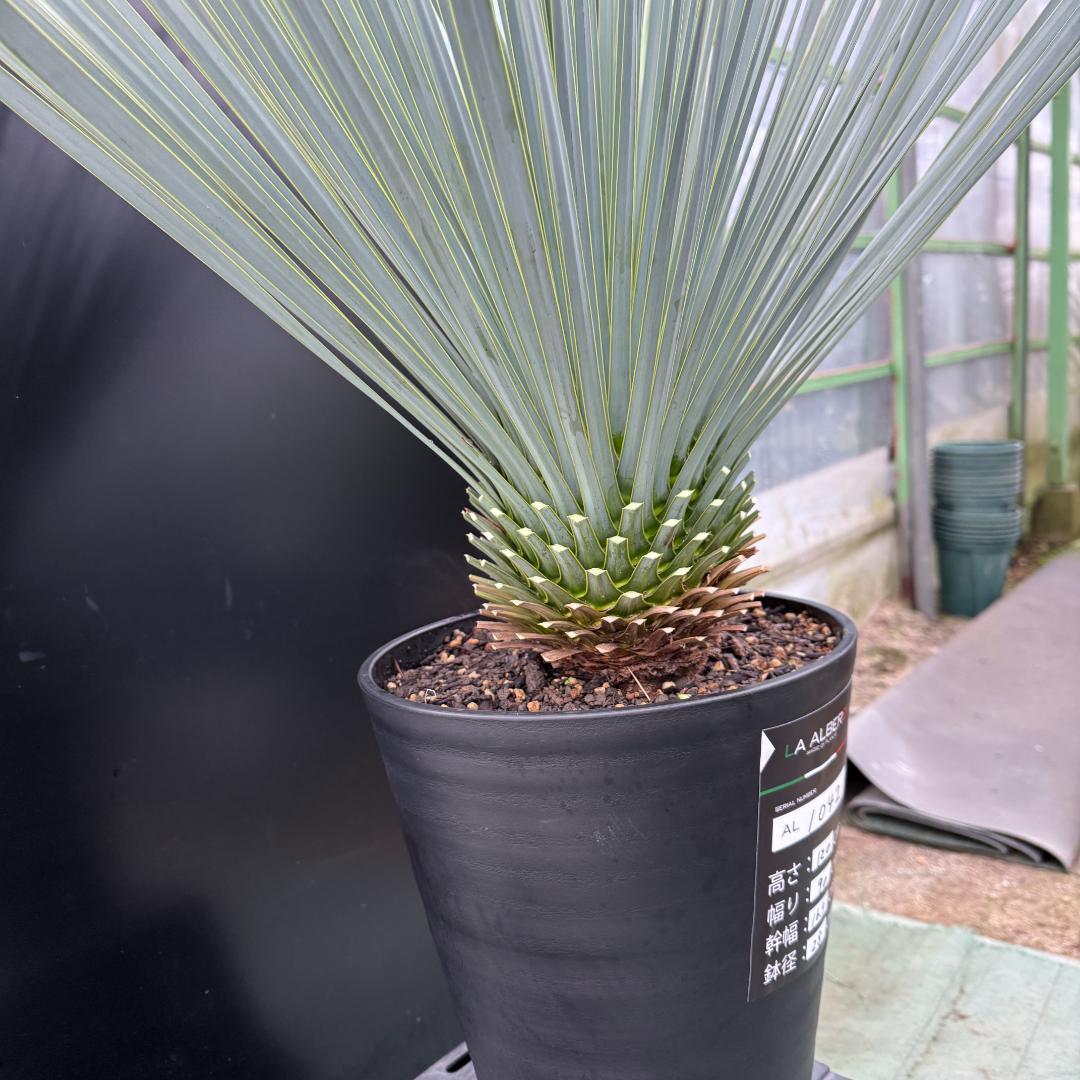 【AL1042】ユッカ　ロストラータ　ランチョブルー　数量限定販売