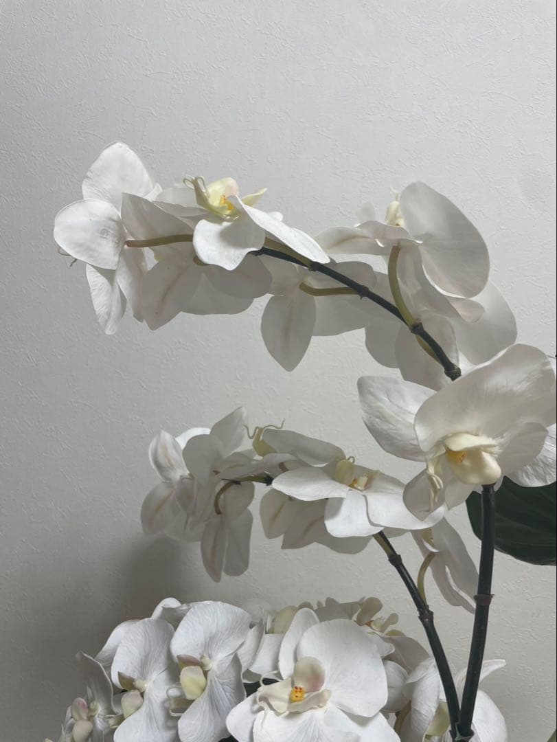 Aエミリオロバ ファレノプシス2L 胡蝶蘭 花 白フラワーアレンジメント
