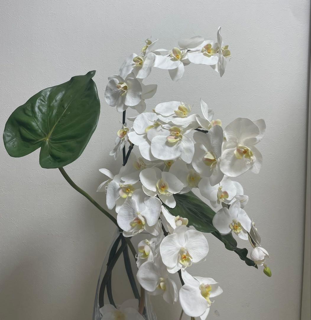 Aエミリオロバ ファレノプシス2L 胡蝶蘭 花 白フラワーアレンジメント