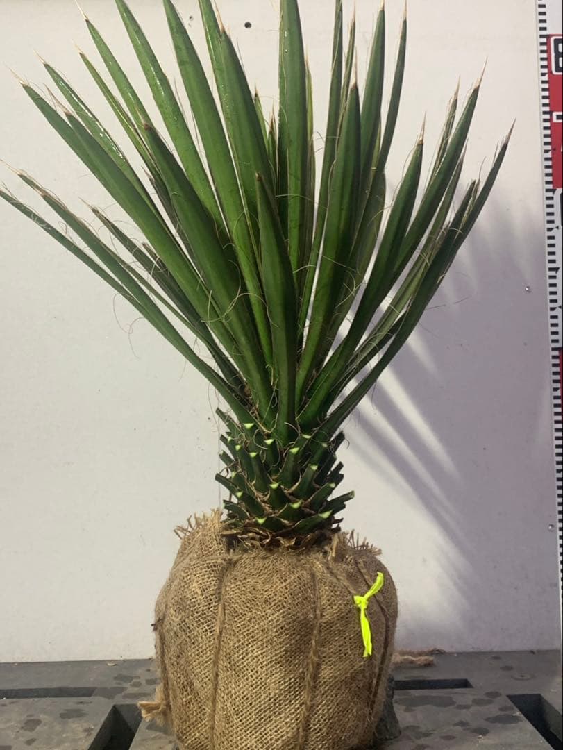 い*こ様 ユッカ　フィリフェラ　黄