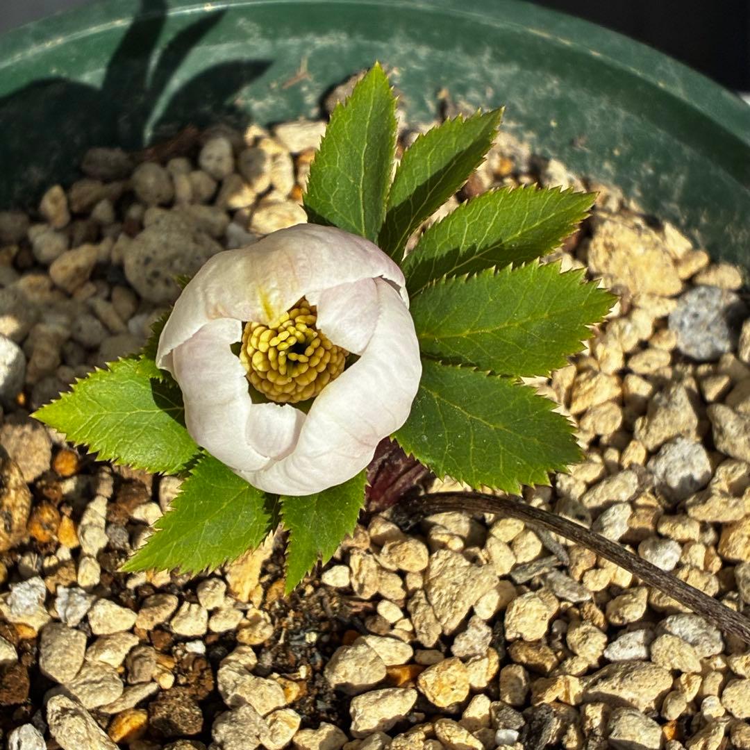 ガ*ル様 3499❤️超希少❤️コロコロ❤️小輪❤️☘️蕾花、タグ付き☘️⭐️ヨ