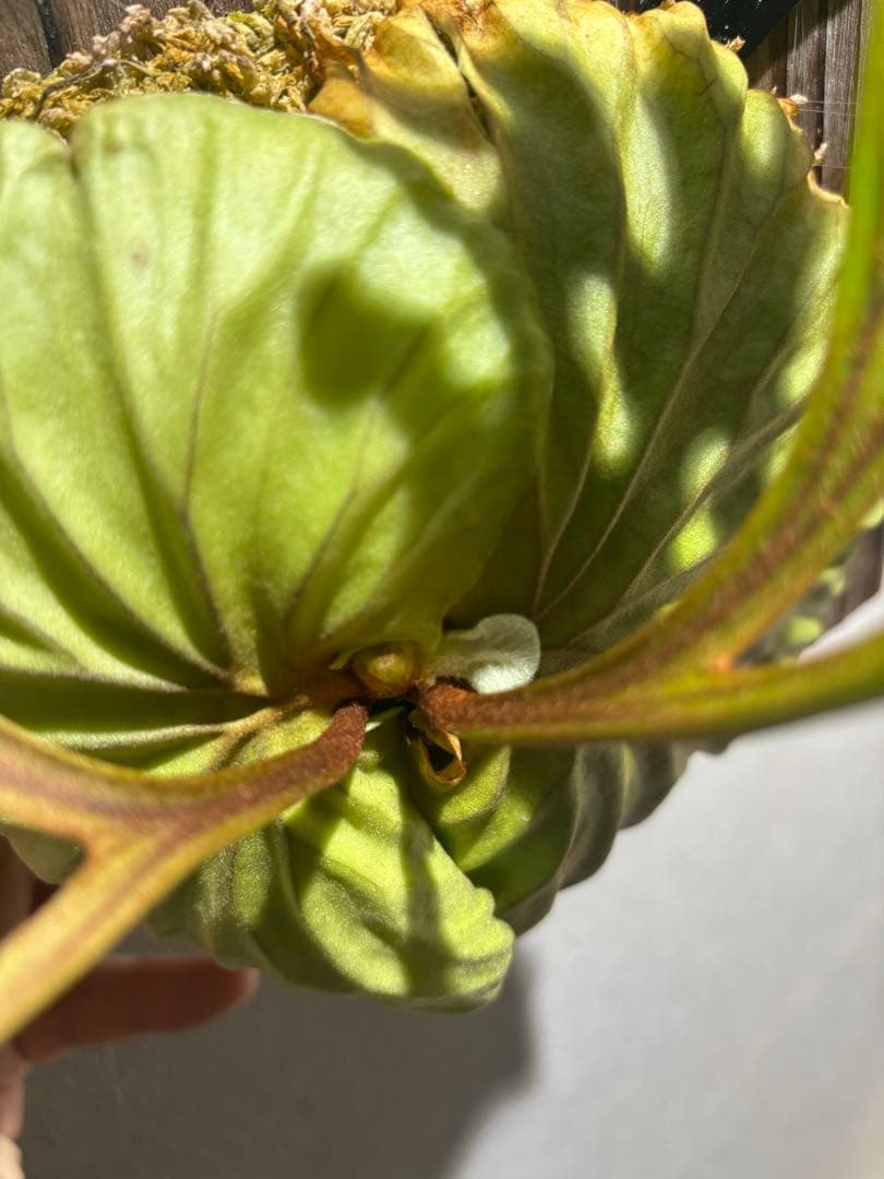 ビカクシダ リドレイ