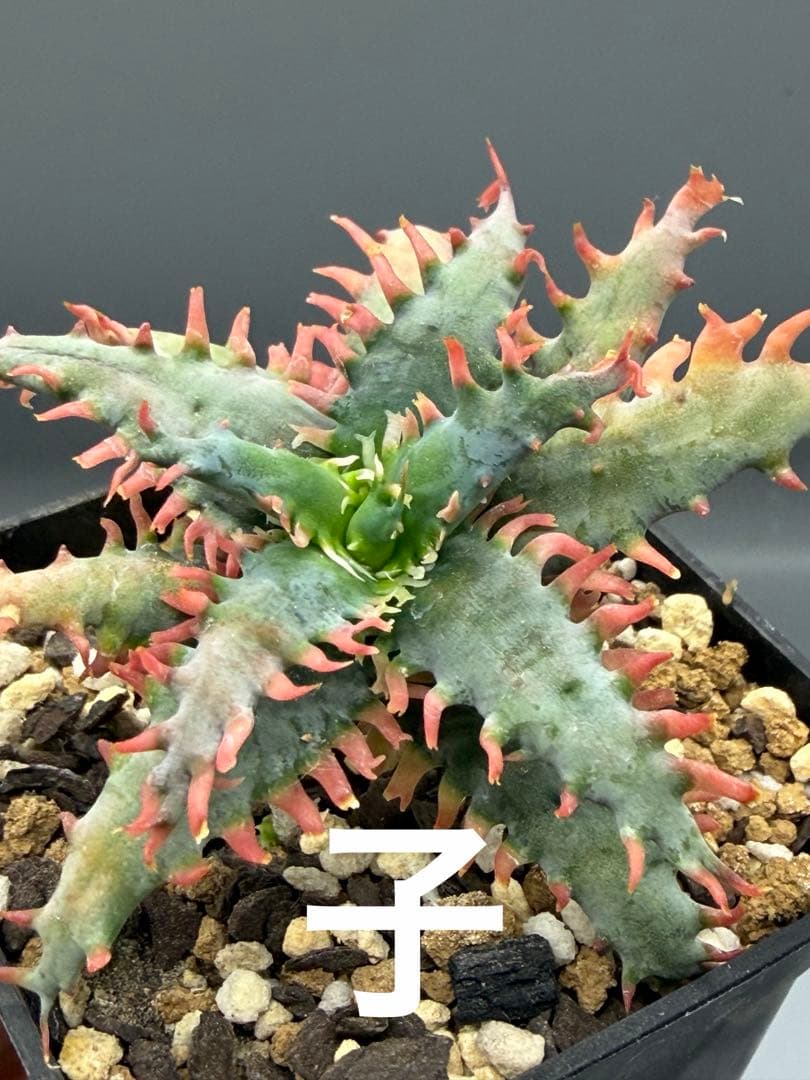 上アロエ　ハイブリッド　Aloe hybrid 子株　第四種　Fe−12