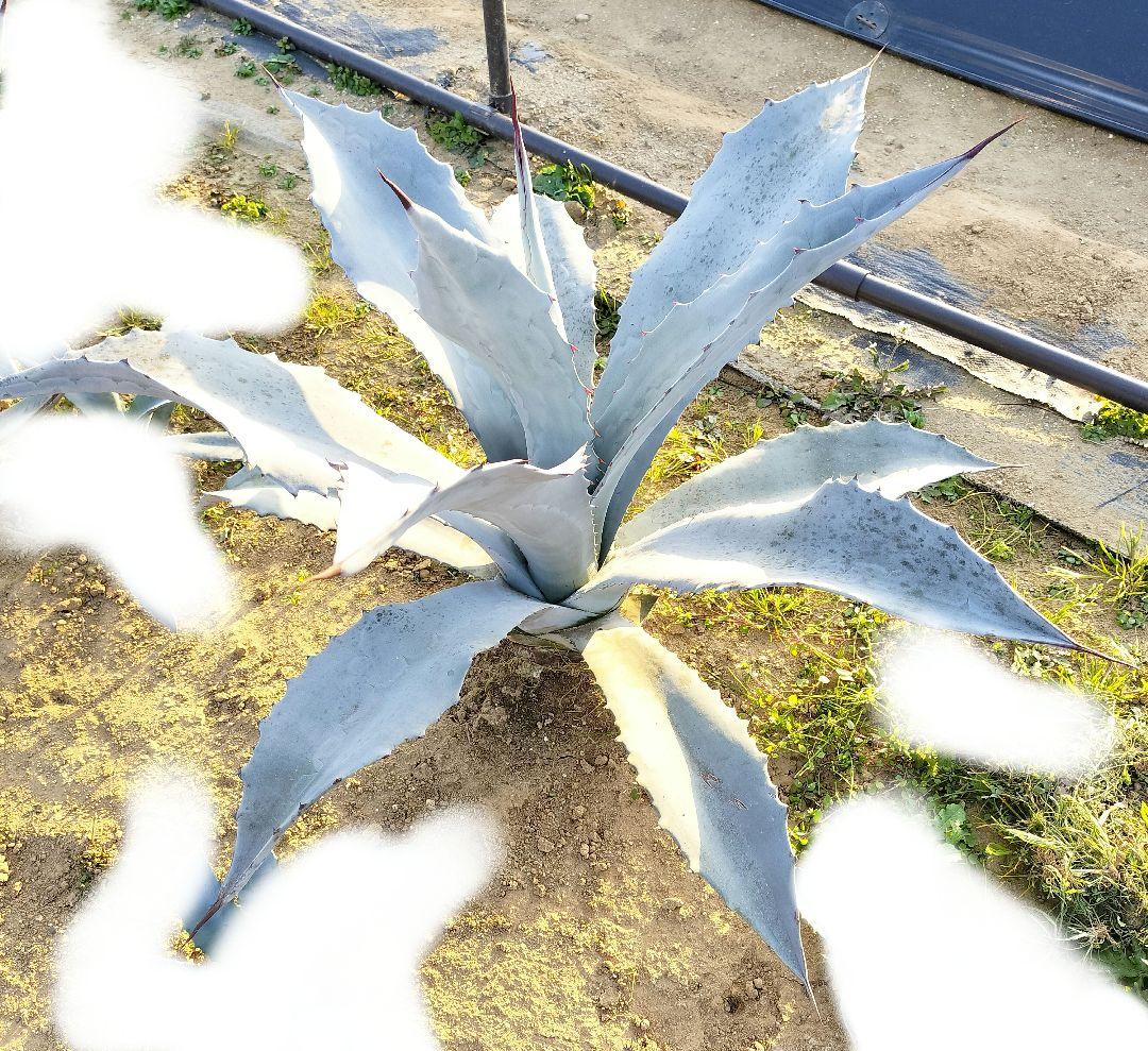 エクスパンサ アブルプタ アガベ