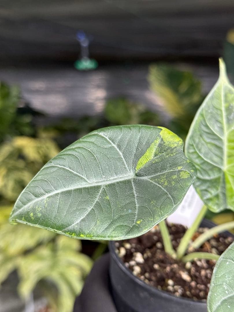 m*o様 11アロカシア　マハラニ　ゴールド　黄斑入り