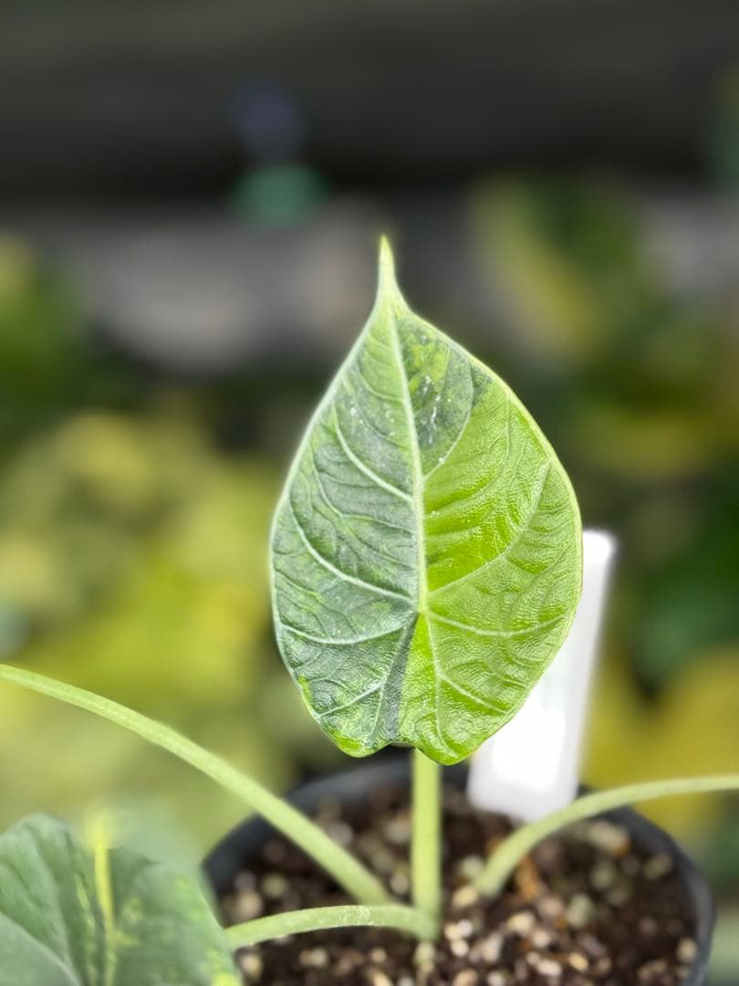 m*o様 11アロカシア　マハラニ　ゴールド　黄斑入り