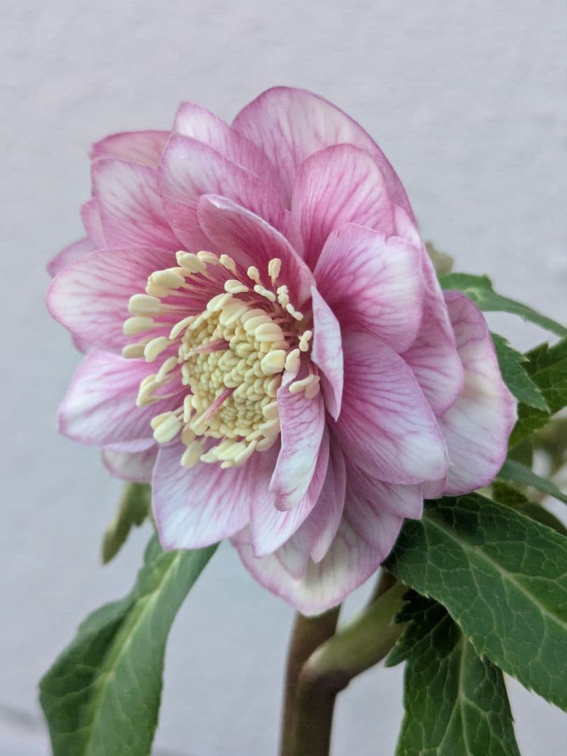 【広瀬園芸】クリスマスローズ　ソレイユ系ピンクグラデーション多弁花