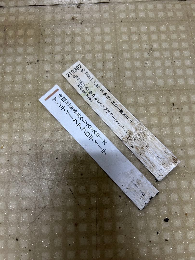 アンティークアフロディーテ 加藤農園 クリスマスローズ 同梱可能