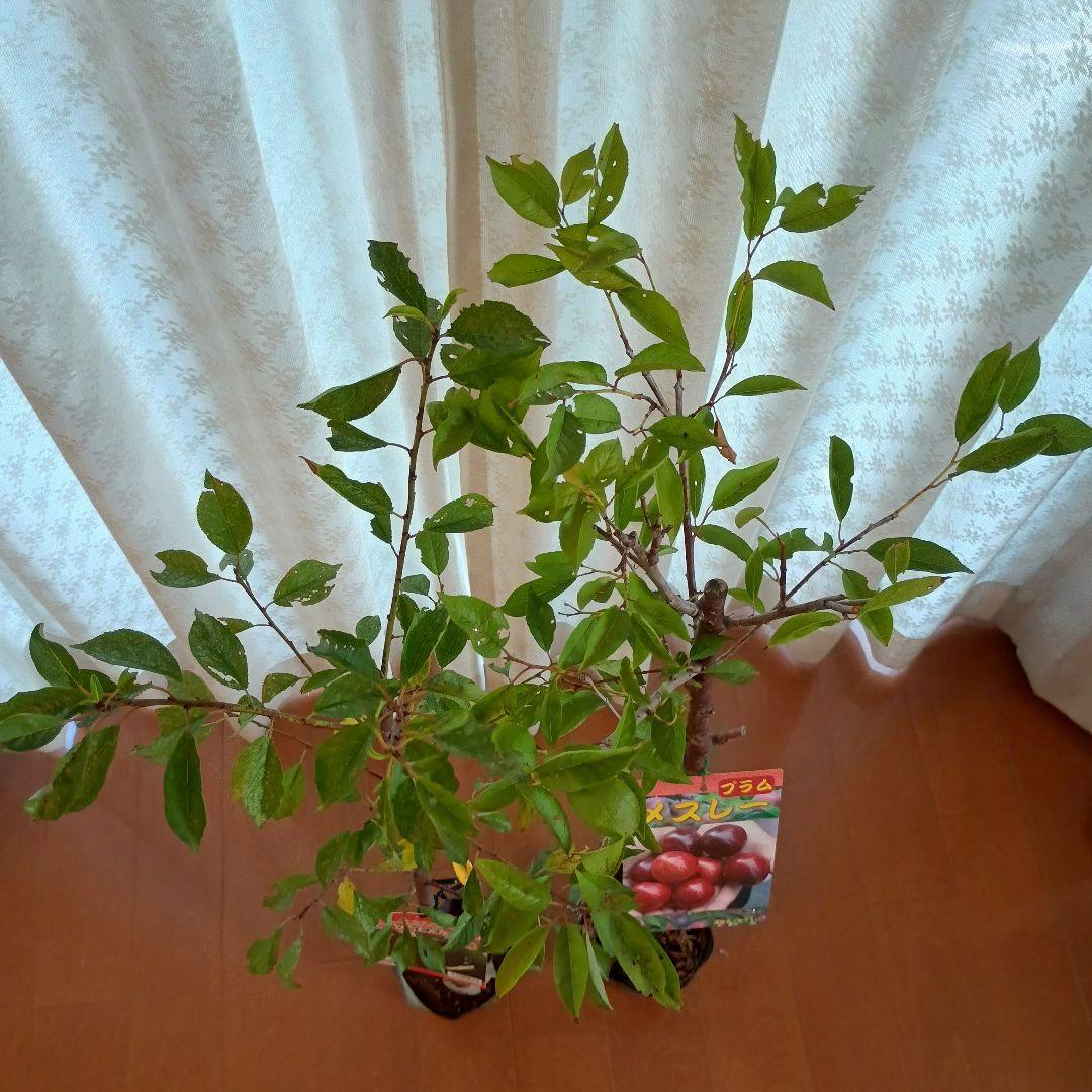 ✳バイオチェリー✳かなりレア物✳、プラム ネスレー２点セット