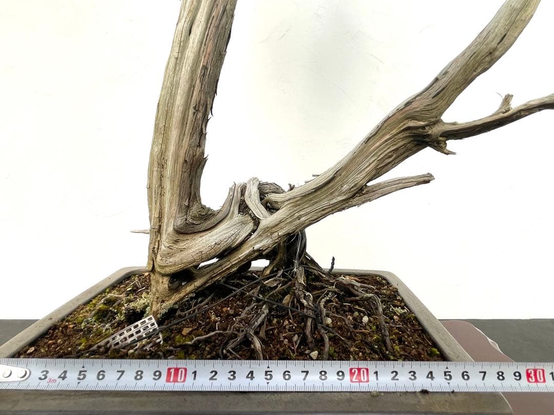 三河盆栽　山木　シンパク　盆栽