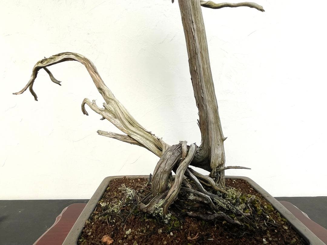 三河盆栽　山木　シンパク　盆栽