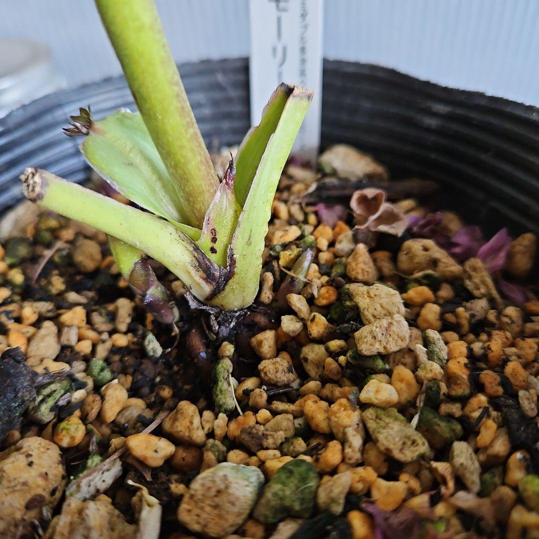 ㉖-354クリスマスローズ