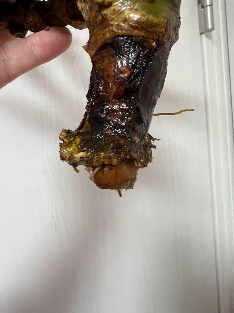 コミフォラ　エイル