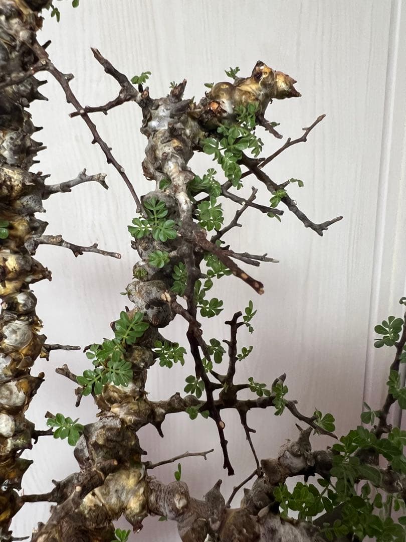 コミフォラ　エイル