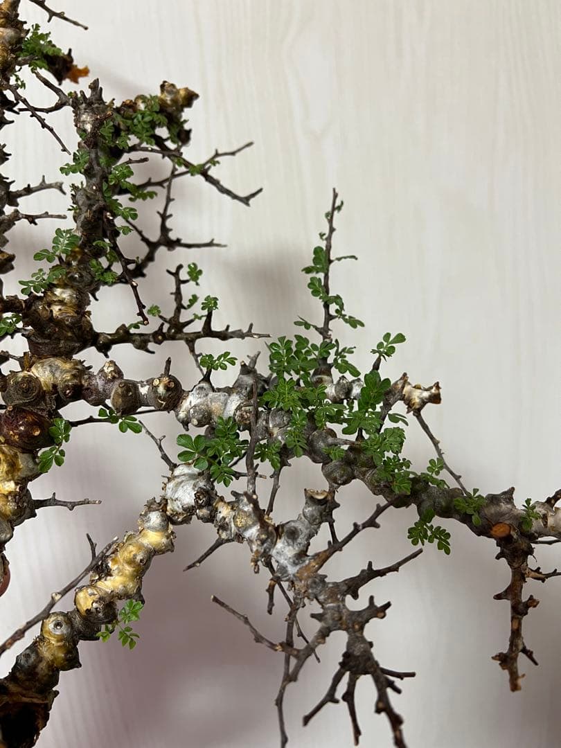 コミフォラ　エイル