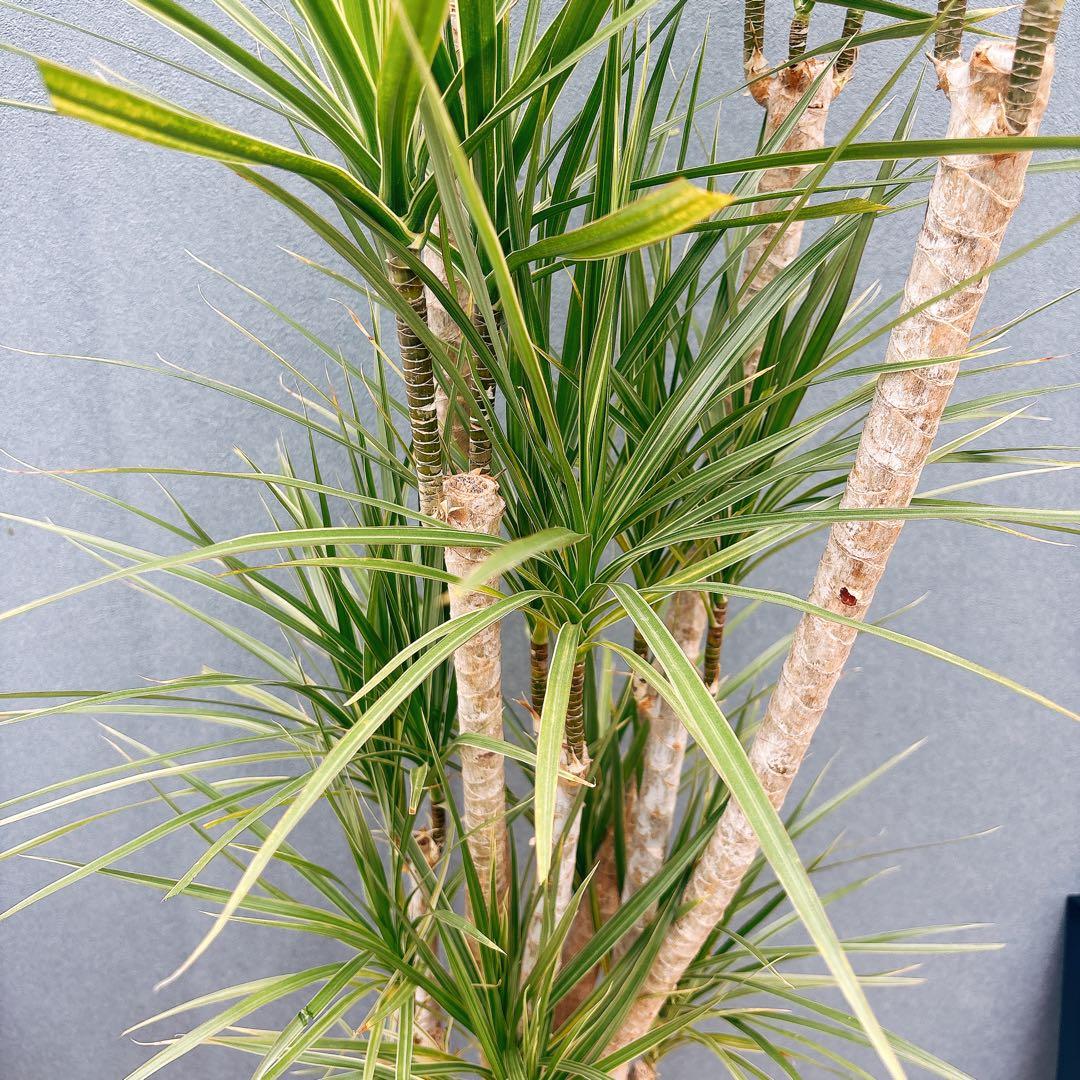 ［現品］34番　ドラセナ　コンシンネ　ホワイボリー　観葉植物　室内　8号