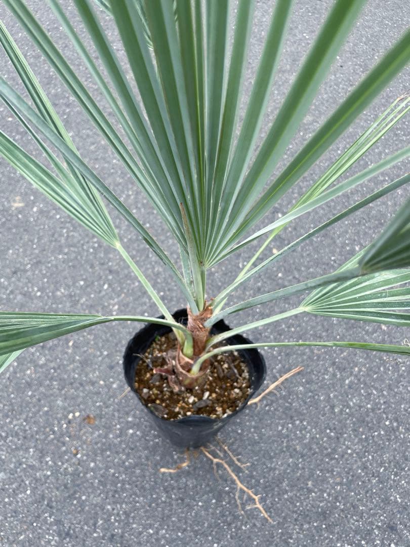 ブラヘア アルマータ 鉢底から1M良型 色白