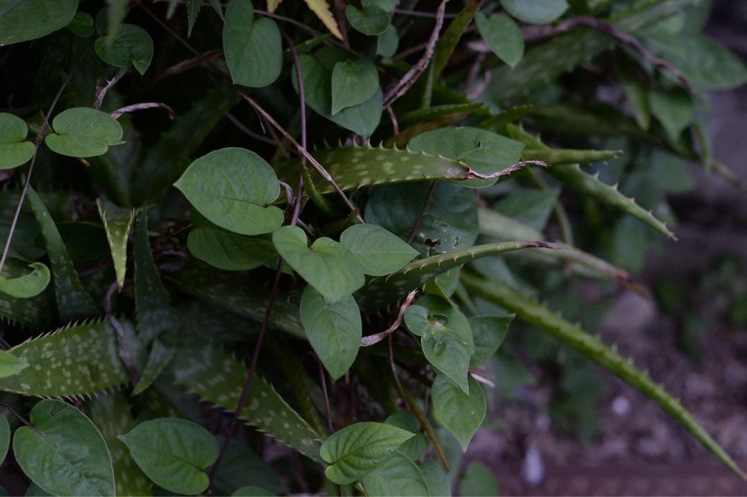 Nikon AI AF NIKKOR 50mm f/1.4D　NCフィルター付