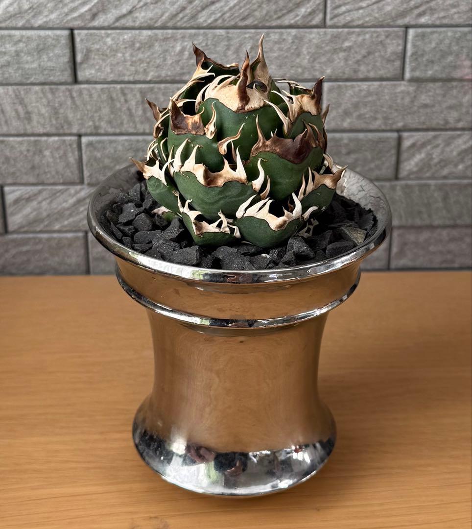 【鉢ごと発送】アガベ チタノタ レッドキャットウィーズル 活着済【ゴリ猫・まん丸