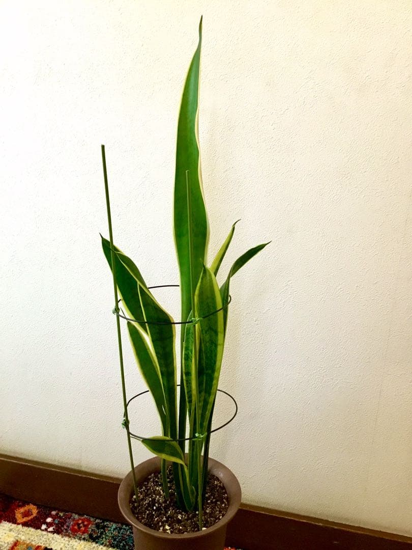 完売　希少大株【斑入りキキョウラン＊ディアネラ＊桔梗蘭】肉厚でお見事なストライプ