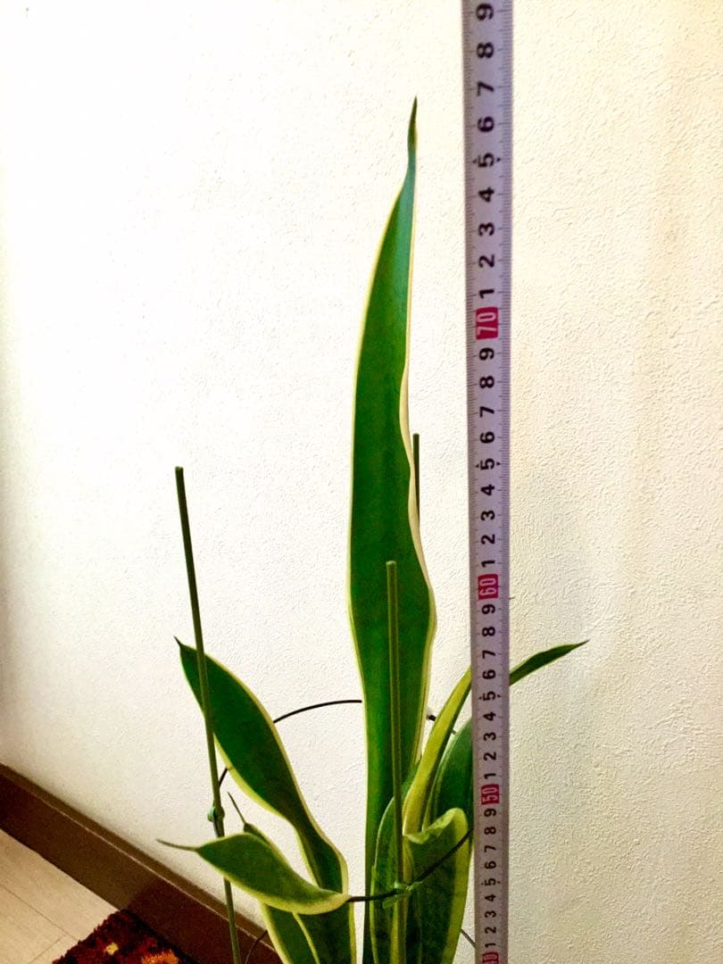 完売　希少大株【斑入りキキョウラン＊ディアネラ＊桔梗蘭】肉厚でお見事なストライプ