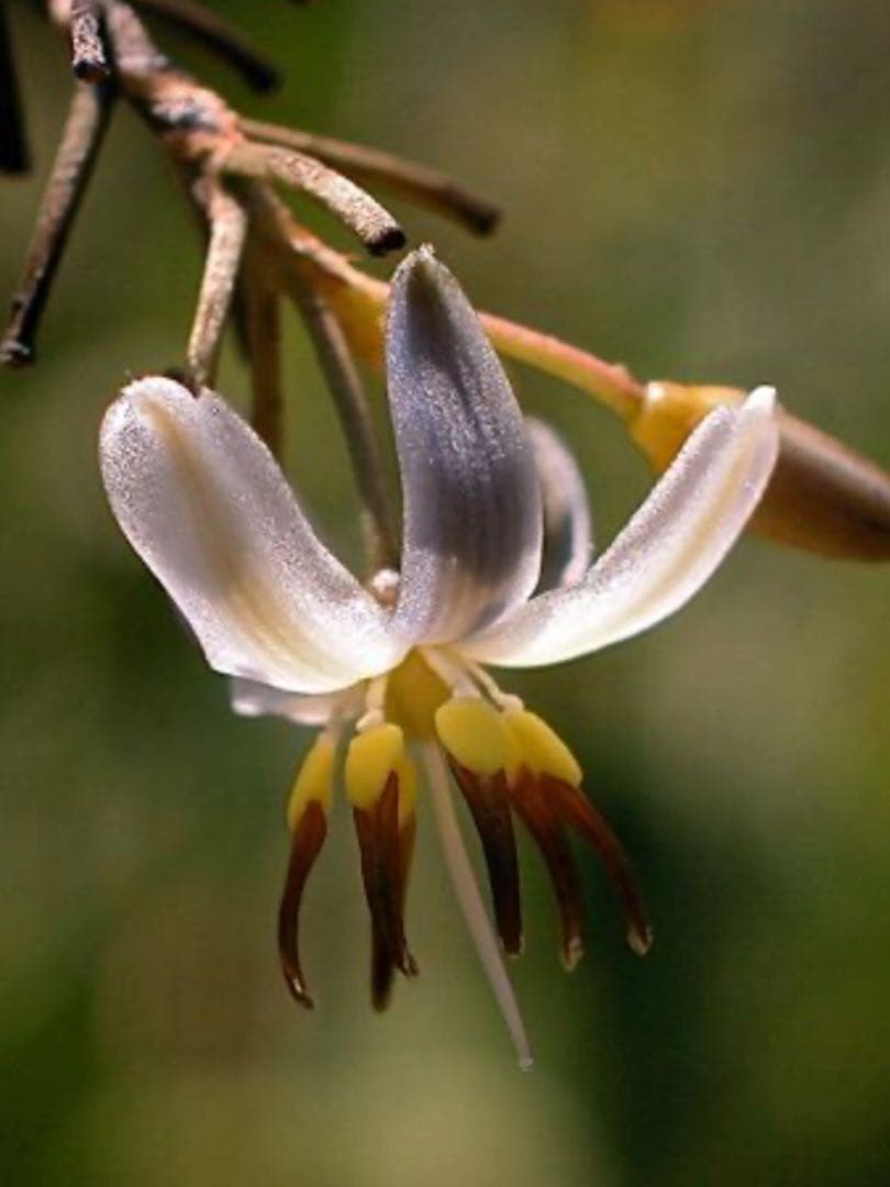 完売　希少大株【斑入りキキョウラン＊ディアネラ＊桔梗蘭】肉厚でお見事なストライプ