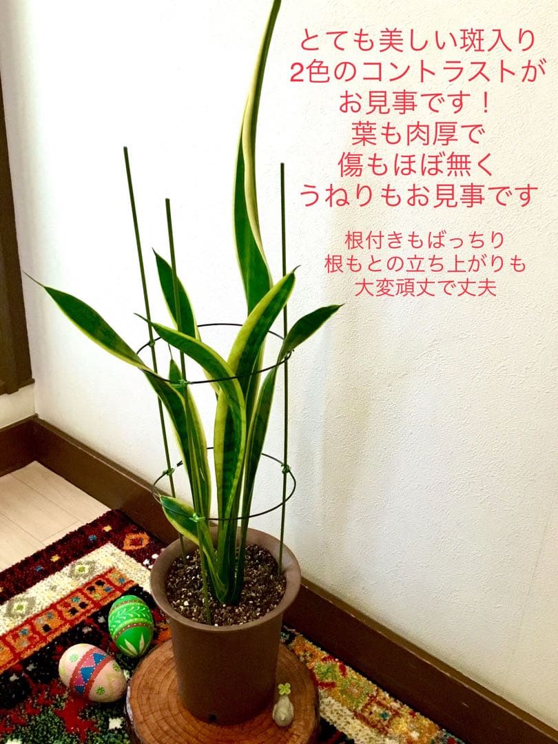 完売　希少大株【斑入りキキョウラン＊ディアネラ＊桔梗蘭】肉厚でお見事なストライプ