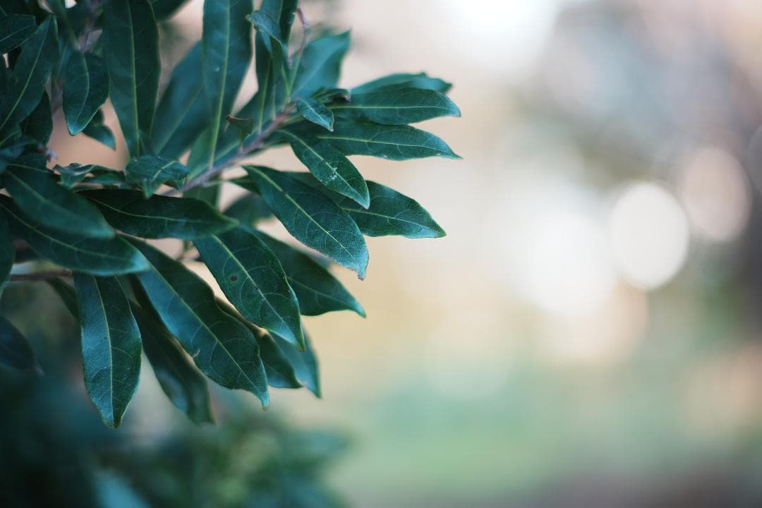 【整備＆テスト済】ミノルタ MC-ROKKOR PF 85mm F1.7 713