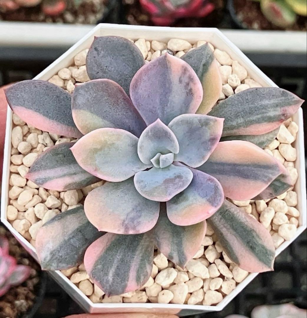 専用　多肉植物　デビー錦&リラシナ錦&ヘラ色錦&ロンギシマ覆輪錦