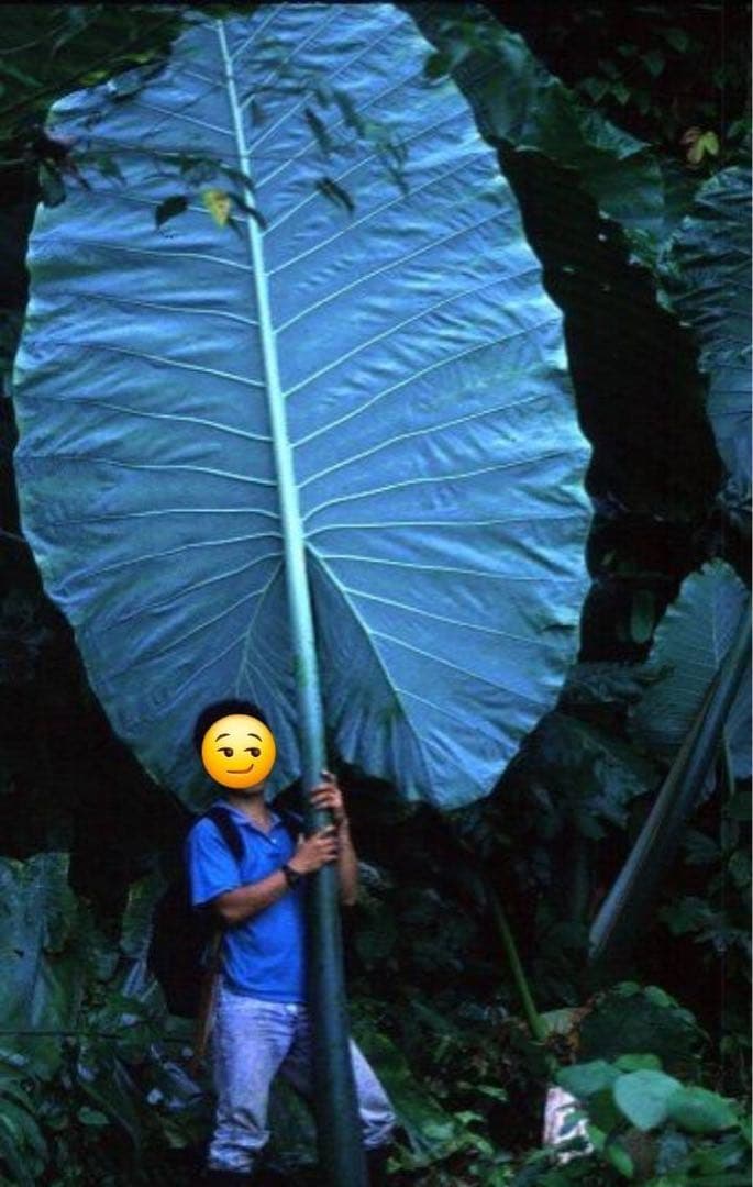 原種　世界最大　アロカシア　ロブスタ　サトイモ科　アロイド　パルダリウム　③