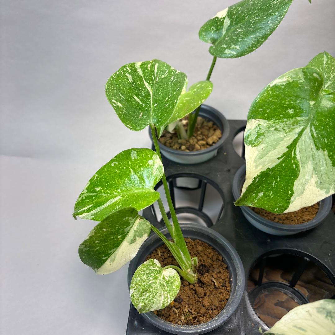 ミ*テ様 10株セットms50【特別選抜】モンステラ・タイコンステレーション 斑