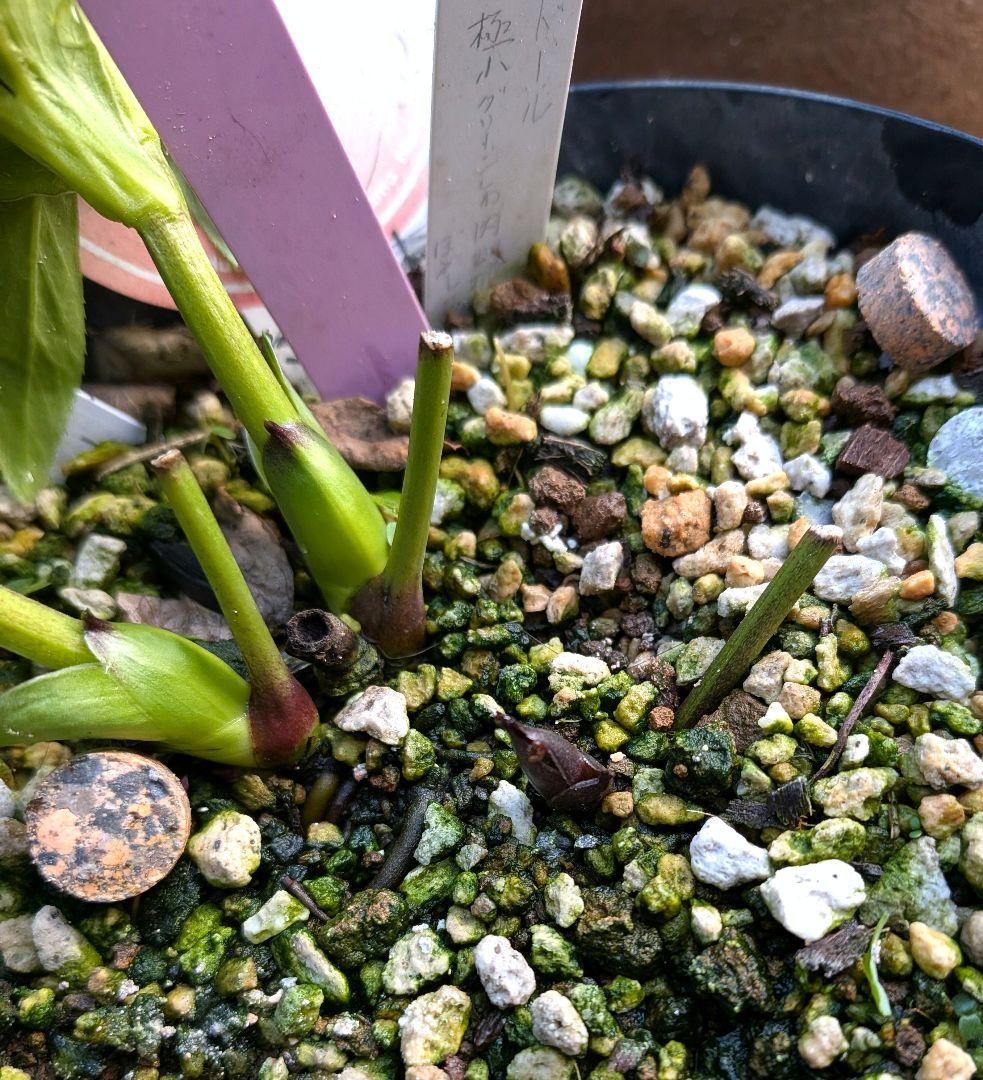 クリスマスローズ　プチドール　原種