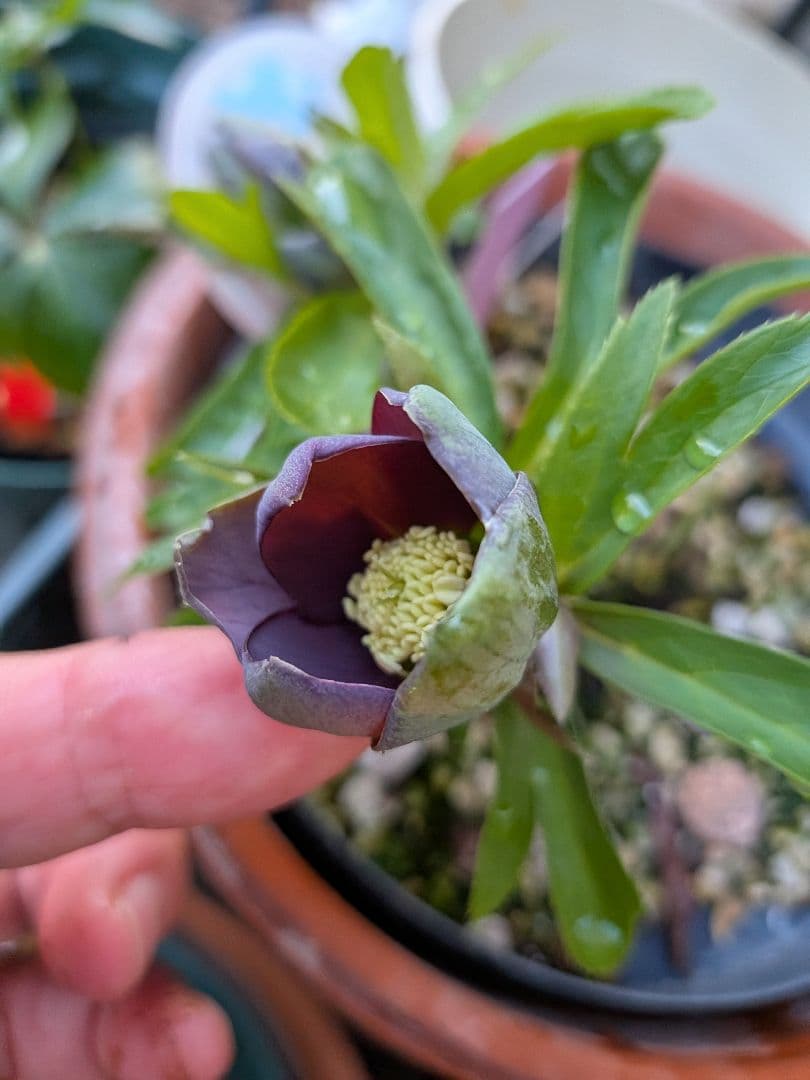 クリスマスローズ　プチドール　原種