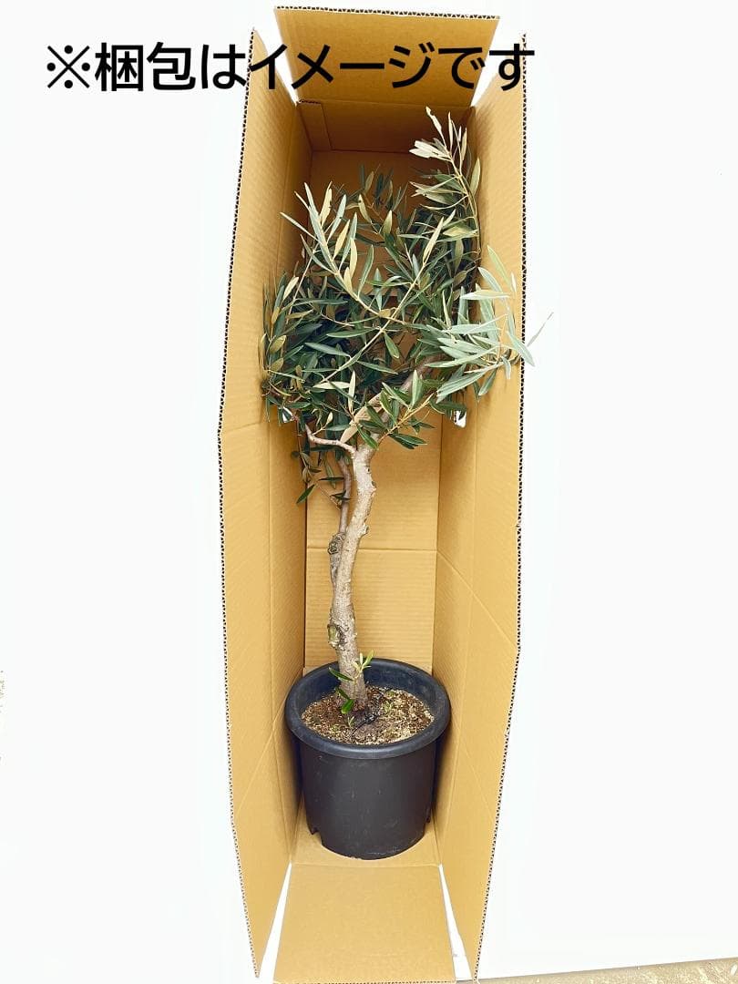 オリーブの木　ピクアル　8号　約125cm　NO.866　人気品種　現品掲載