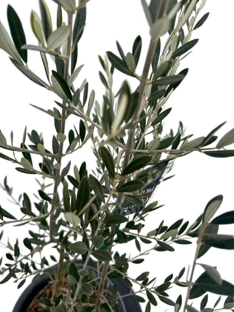オリーブの木　ピクアル　8号　約125cm　NO.866　人気品種　現品掲載