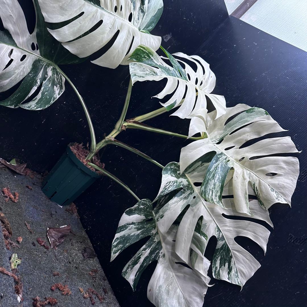 ハ*ー様 斑入りモンステラ ホワイトタイガー極美大株69cm白斑多