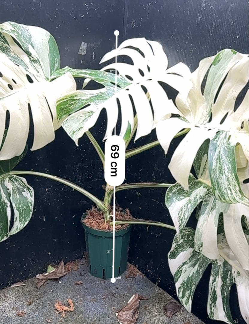 ハ*ー様 斑入りモンステラ ホワイトタイガー極美大株69cm白斑多