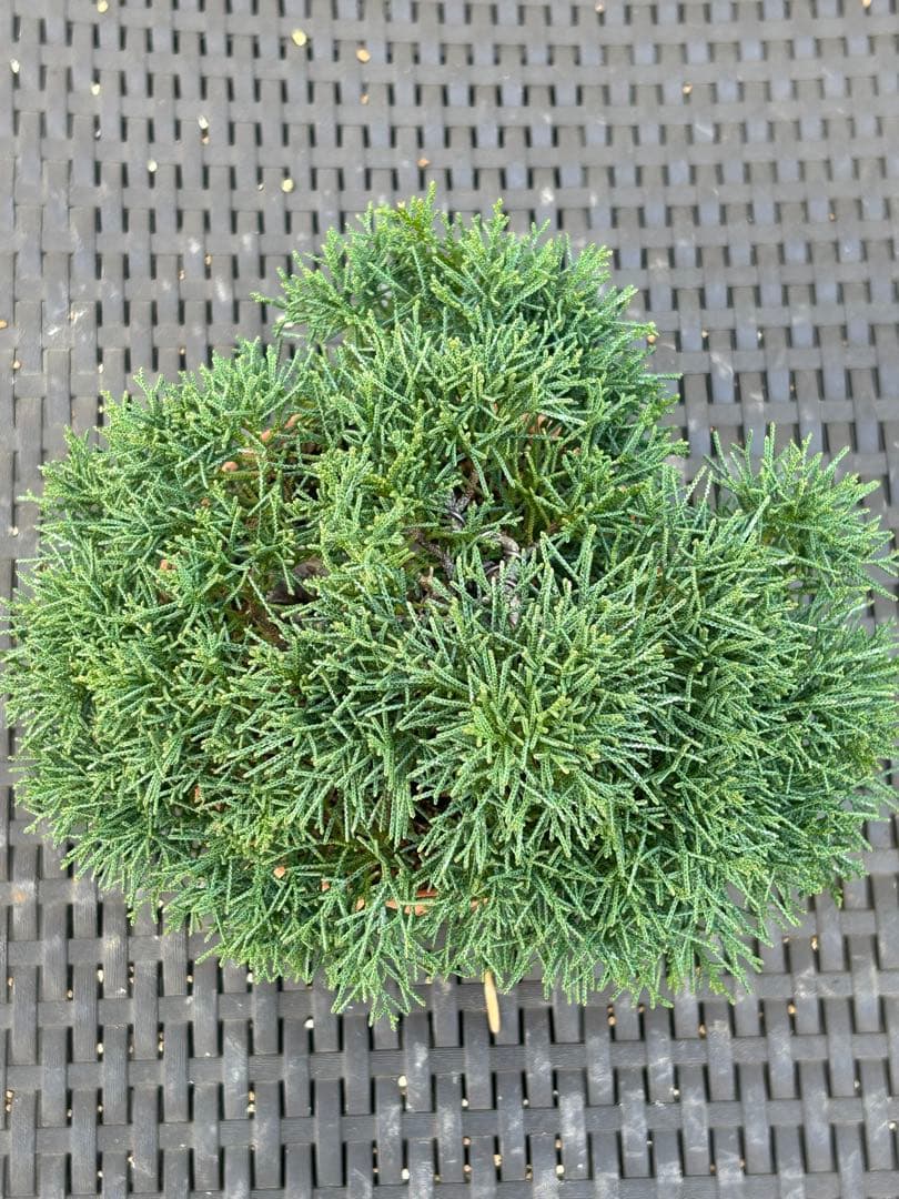 【お値下げ】　真柏　素晴らしい幹模様