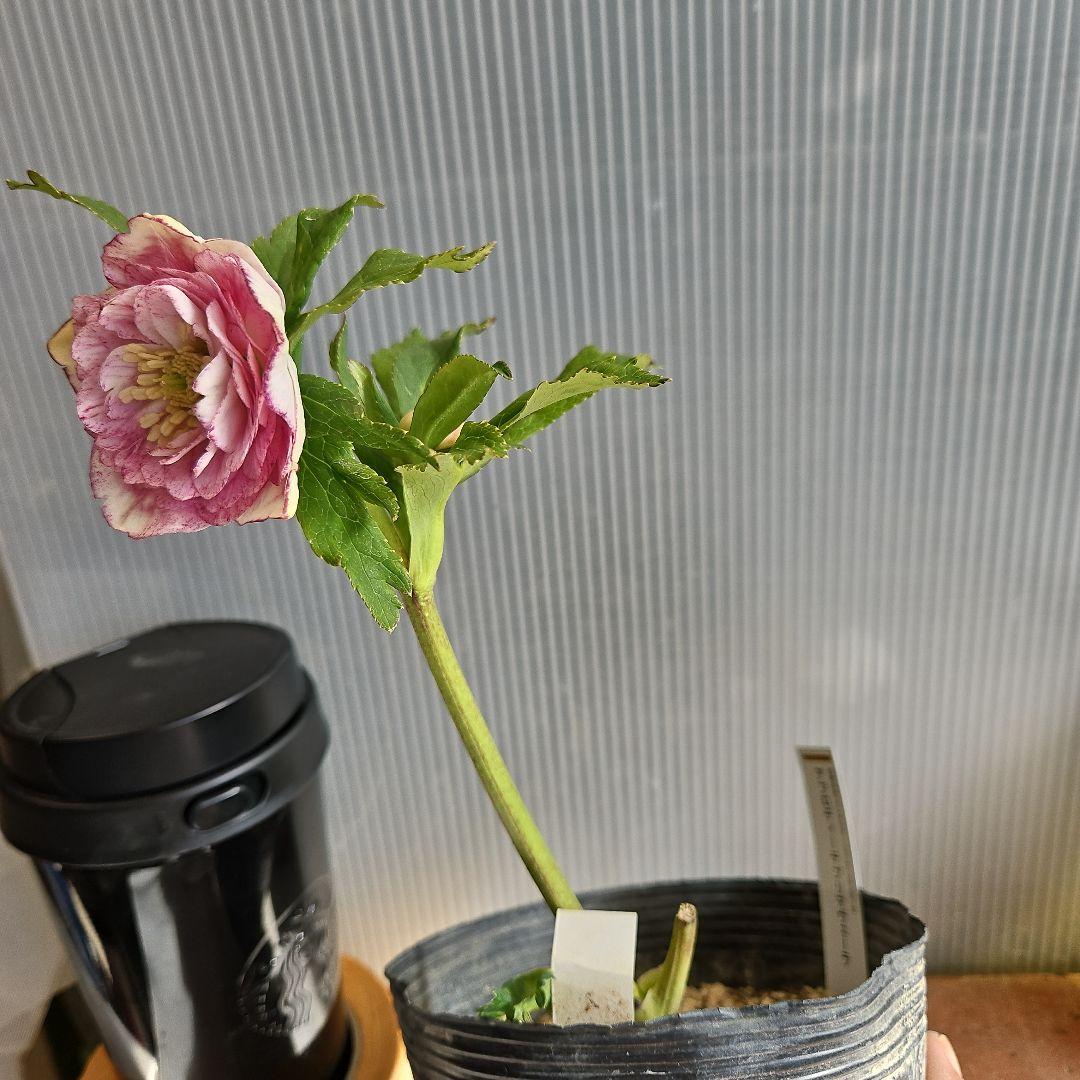 ㉖-218クリスマスローズ