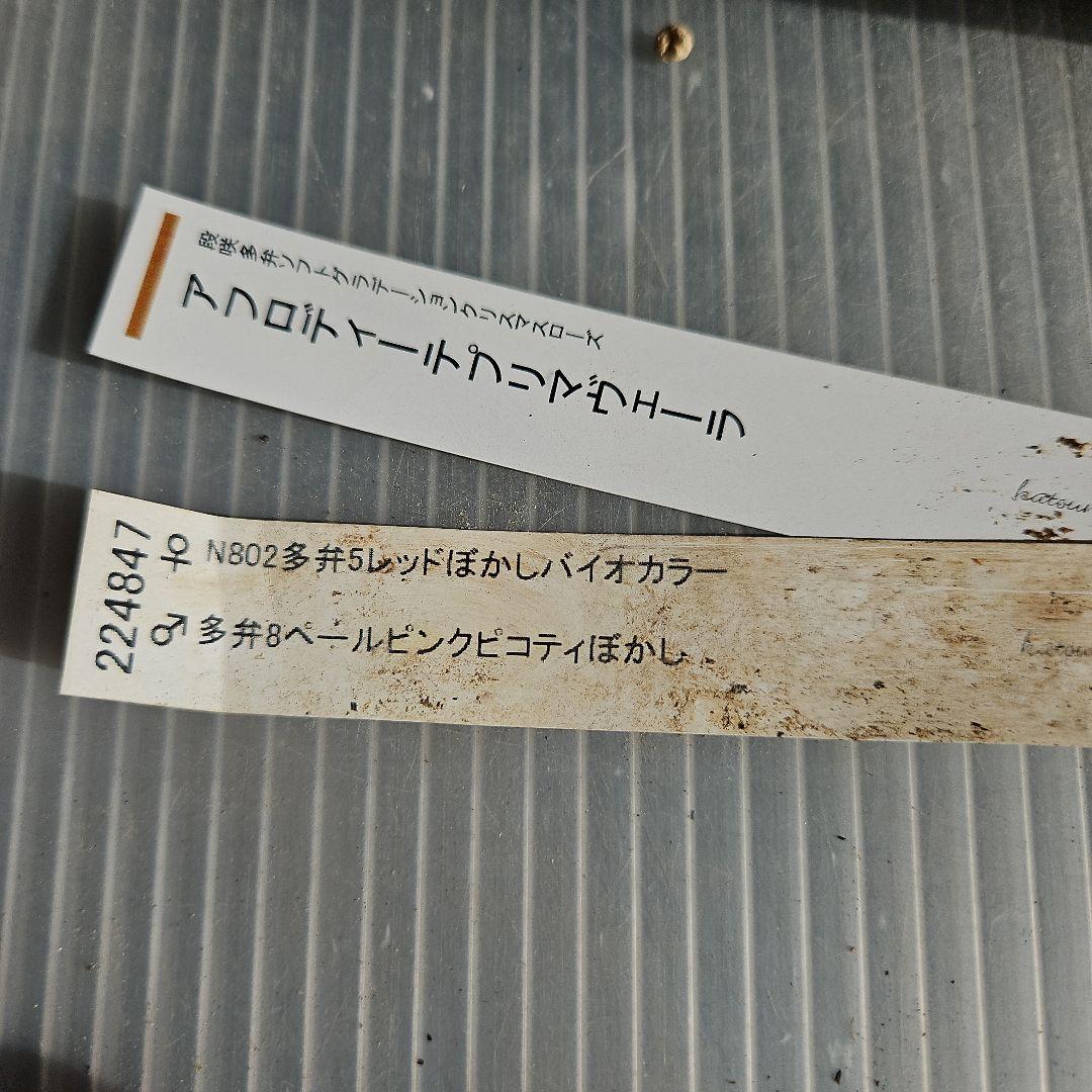 ㉖-218クリスマスローズ