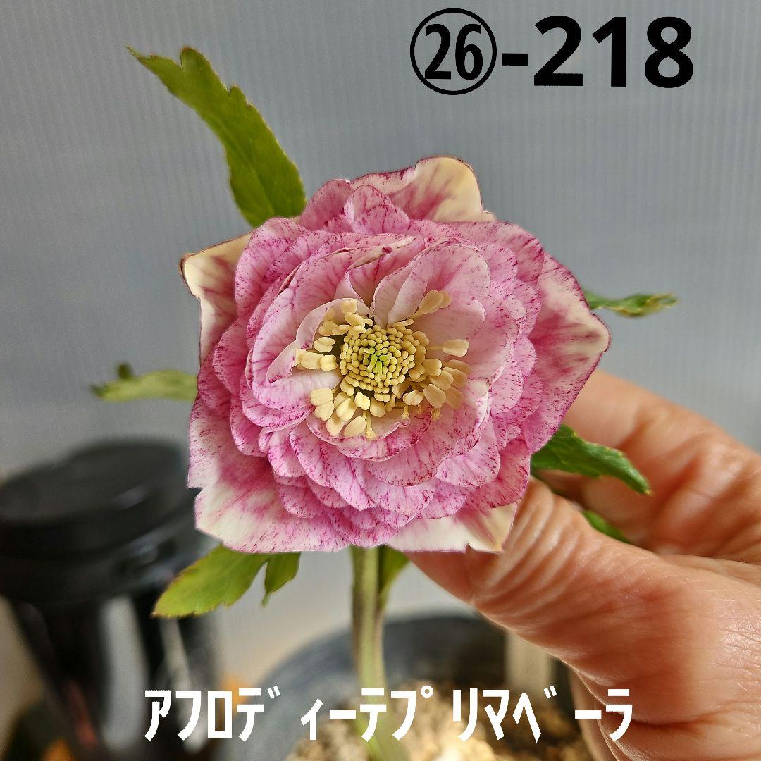 ㉖-218クリスマスローズ