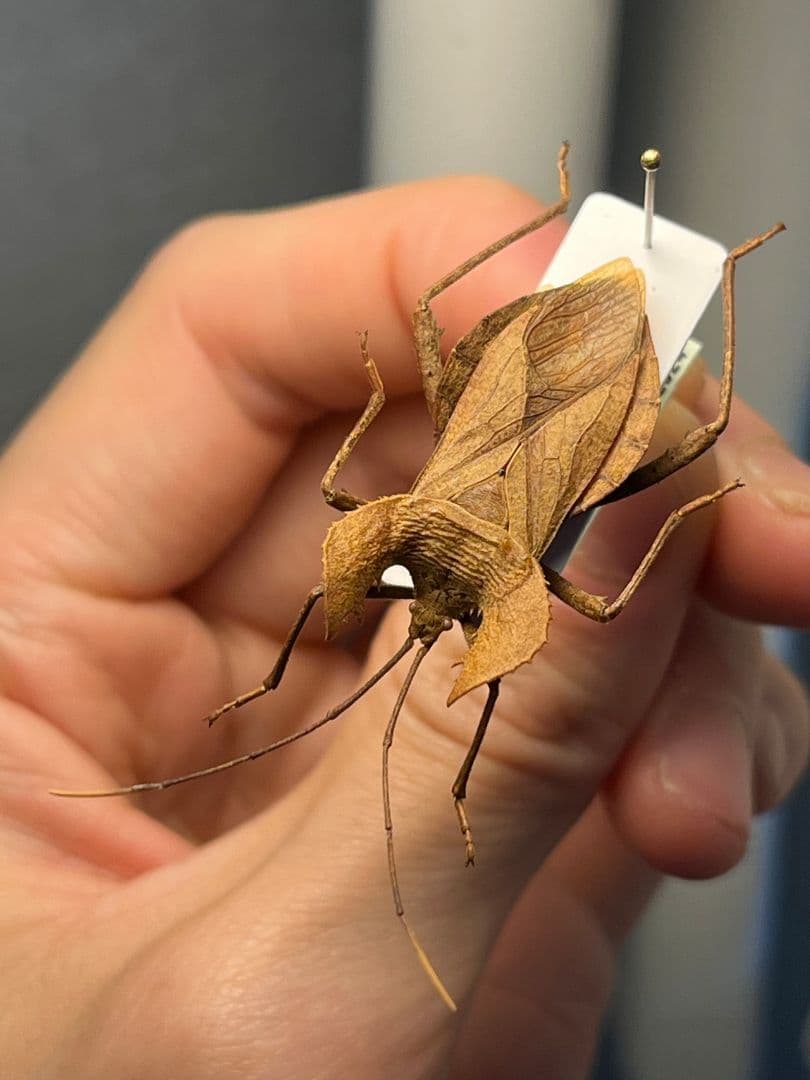 【極美展足】オウサマヘリカメムシに酷似のカメムシ サシガメ甲虫昆虫標本ハムシ