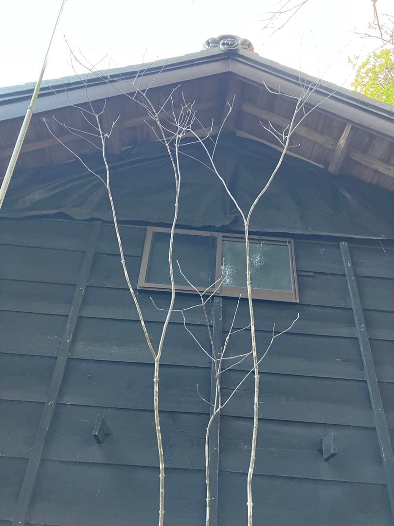 83 山採り　アオダモ