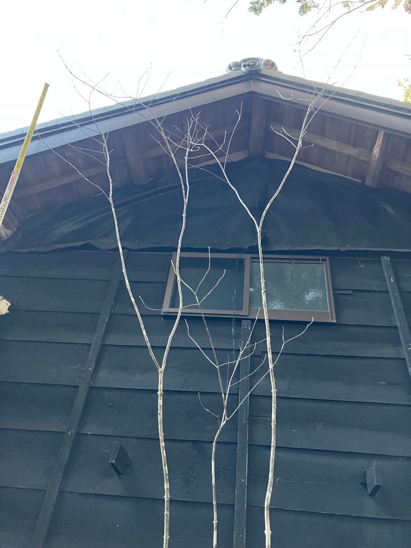 83 山採り　アオダモ