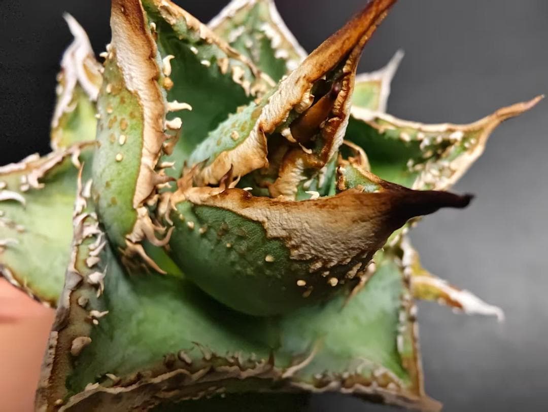 C*A様 アガベ チタノタ 麻花龍 極上強棘 特選美株 ブツブツ コレクシ Li