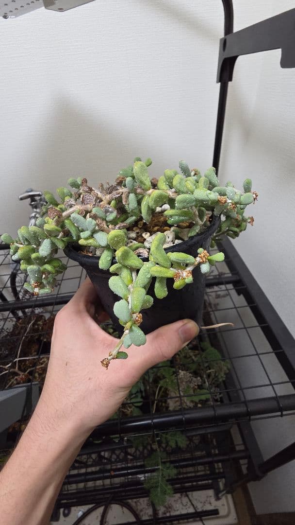 ケラリアピグマエア　実生5年　親株　雌株