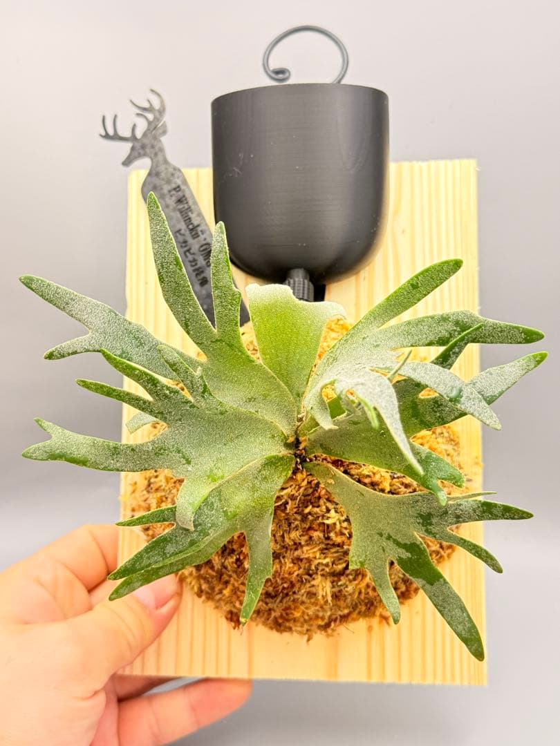 超極大+美品　ビカクシダP.willinckii OMG spore