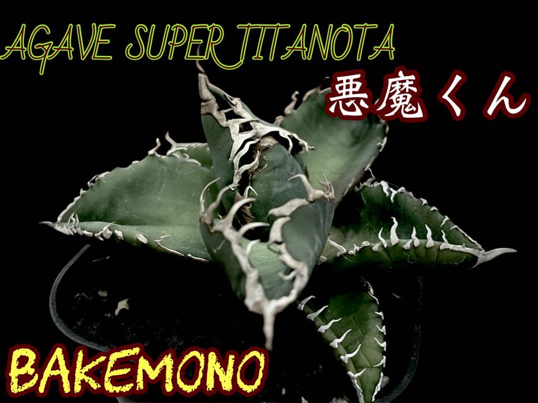 レア特価【CG産】アガベスーパーチタノタ悪魔くん　スパチタBAKEMONO高級