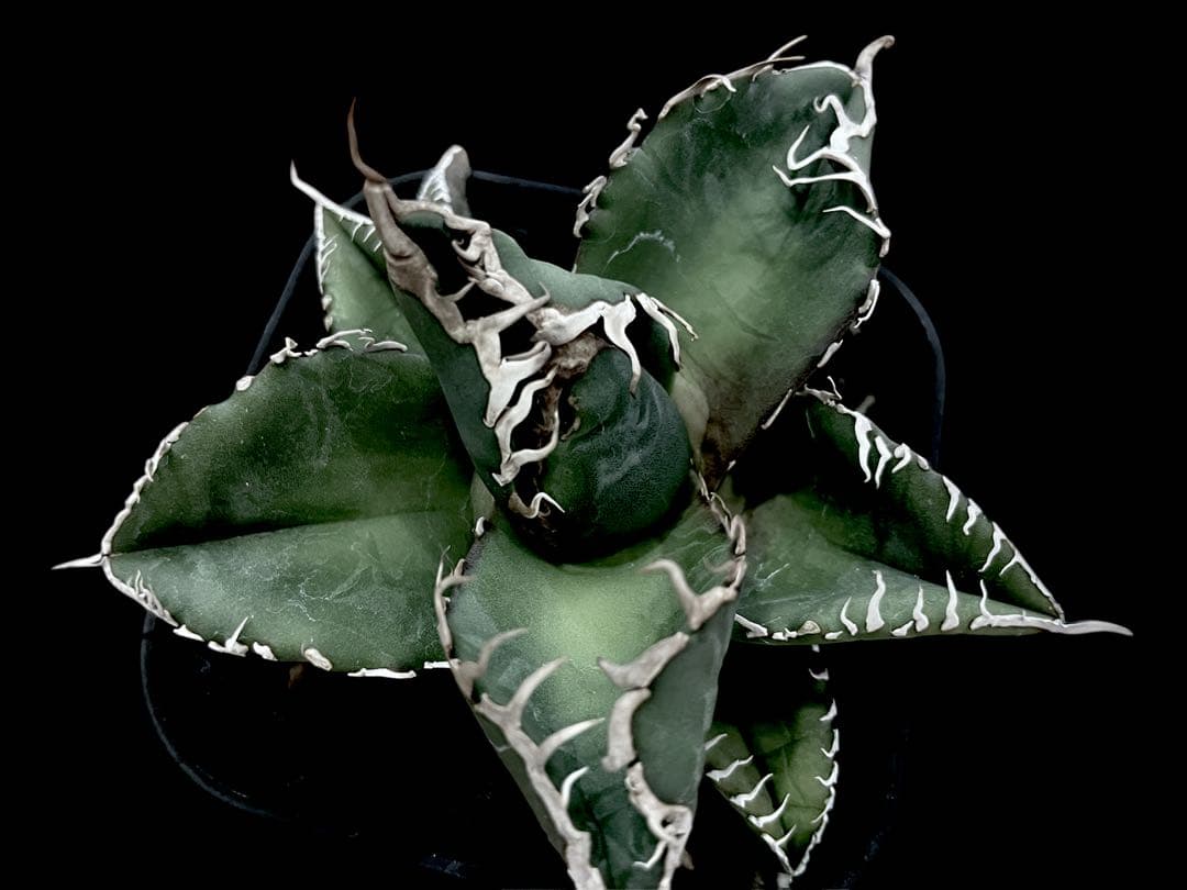 レア特価【CG産】アガベスーパーチタノタ悪魔くん　スパチタBAKEMONO高級