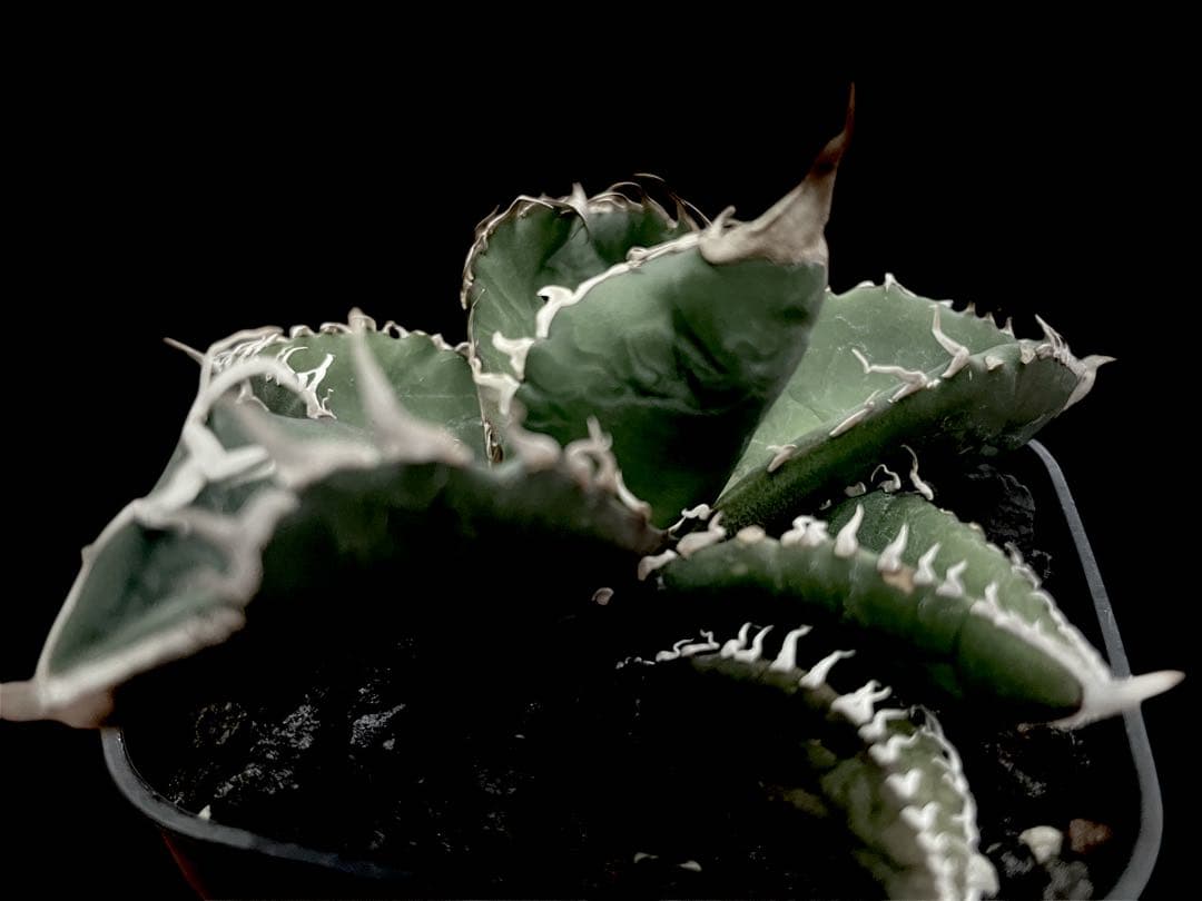 レア特価【CG産】アガベスーパーチタノタ悪魔くん　スパチタBAKEMONO高級